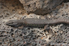 Gallotia atlantica