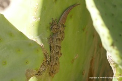 Tarentola angustimentalis