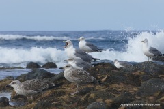 Seagulls