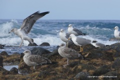 Seagulls