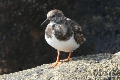 Arenaria interpres