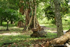 Millot, Madagascar