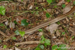 Leioheterodon modestus