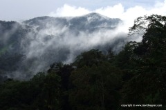 Cameron Highlands