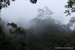 Cameron Highlands