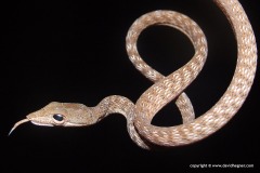 Ahaetulla fasciolata