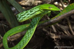 Ahaetulla prasina