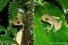 Amolops larutensis