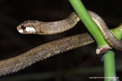 Aplopeltura boa
