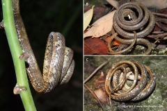 Aplopeltura boa