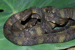 Boiga cynodon