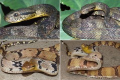 Boiga cynodon