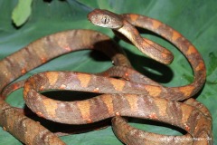 Boiga drapiezii