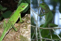 Bronchocela cristatella