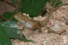 Calotes versicolor