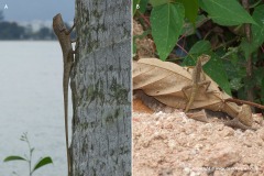 Calotes versicolor