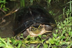 Cuora amboinensis
