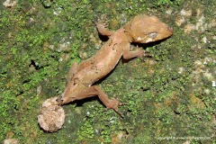 Cyrtodactylus elok