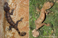 Cyrtodactylus elok