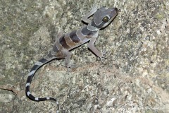 Cyrtodactylus pulchellus