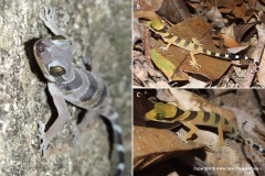 Cyrtodactylus pulchellus