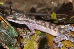 Cyrtodactylus quadrivirgatus