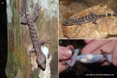 Cyrtodactylus quadrivirgatus