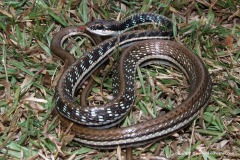 Dendrelaphis pictus