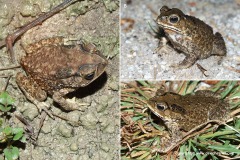Duttaphrynus melanostictus
