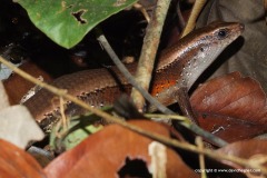 Eutropis multifasciata
