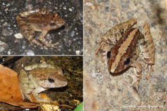Fejervarya limnocharis