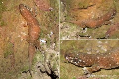 Gehyra mutilata