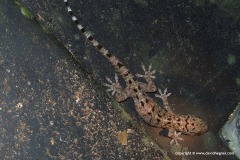 Gekko monarchus