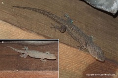 Hemidactylus frenatus