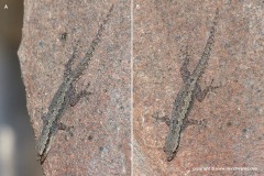 Hemidactylus platyurus