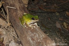 Odorrana hosii