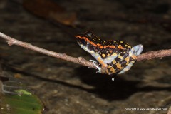 Hylarana signata