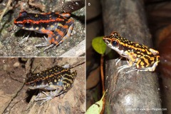 Hylarana signata