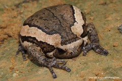 Kaloula pulchra