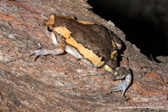 Kaloula pulchra