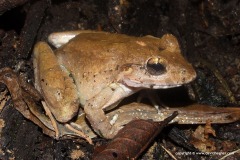 Limnonectes blythii