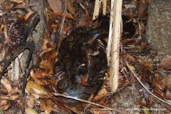 Python reticulatus