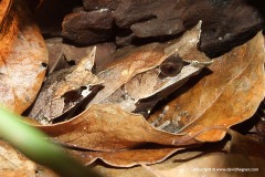 Megophrys nasuta