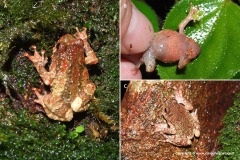 Metaphrynella pollicaris