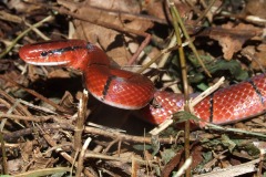 Oreocryptophis porphyraceus laticincta