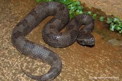 Ovophis monticola