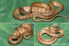 Pareas carinatus