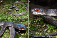 Asthenodipsas lasgalenensis