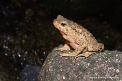 Phrynoidis asper