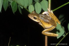 Polypedates cf. leucomystax